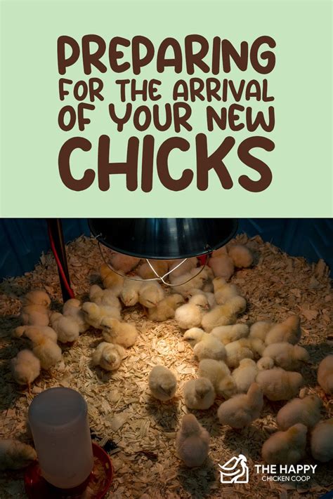Preparing For Your New Chickens