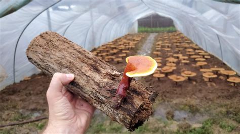 Preparing Logs for Reishi Mushroom Cultivation