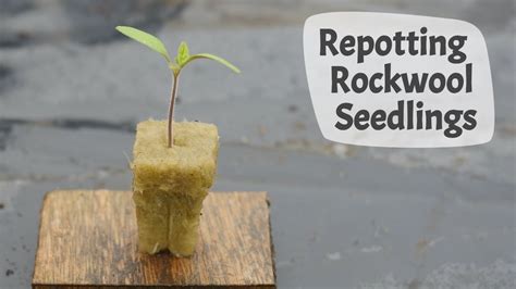 Preparing Seedlings with Rockwool