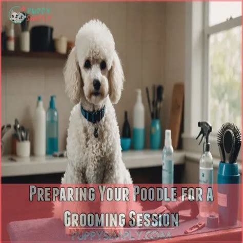 Preparing Your Dog for a Grooming Session