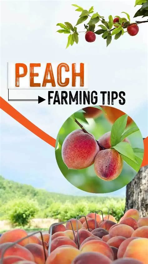 Preparing Your Peaches Like a Pro