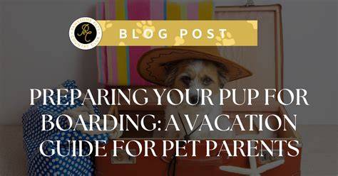Preparing Your Pup for Their Cape Cod Vacation