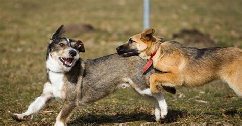 Preparing Your Pup for Their First Day