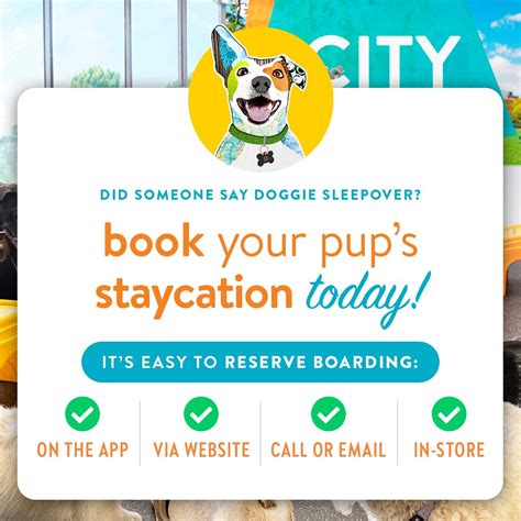 Preparing Your Pup for Their Springfield Il Staycation