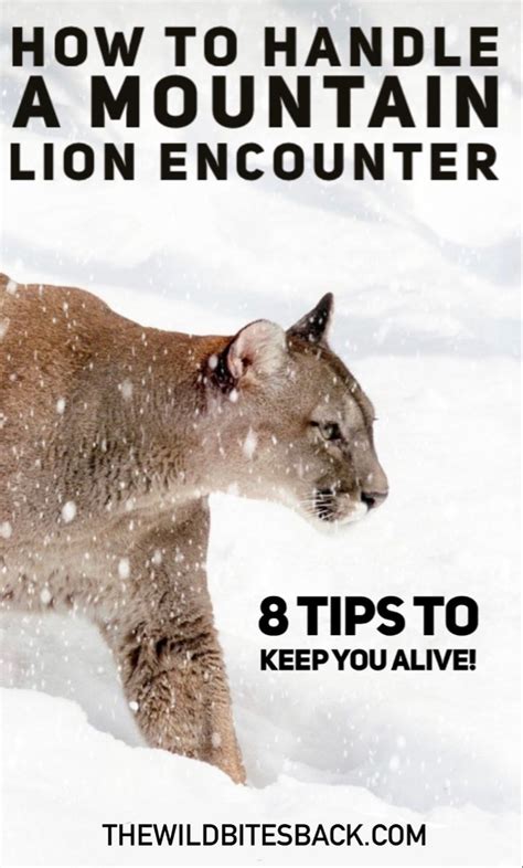 Preparing for Lion Encounter