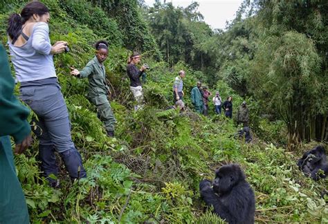 Preparing for a gorilla trek