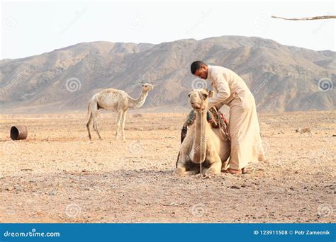 Preparing for a camel ride
