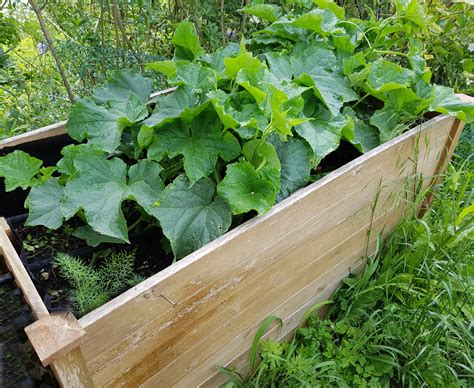 Preparing your raised bed for cucumber planting