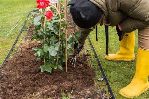 Preparing the Rose