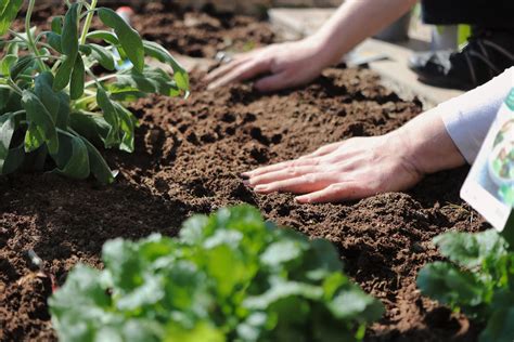Preparing the soil and planting medium