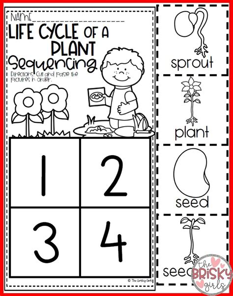 Preschool Plant Life Cycle Printables