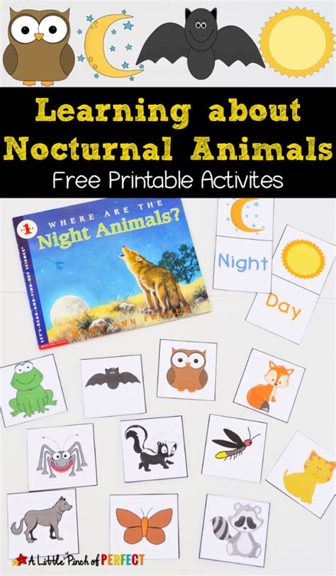 Preschool Printable Nocturnal Animals