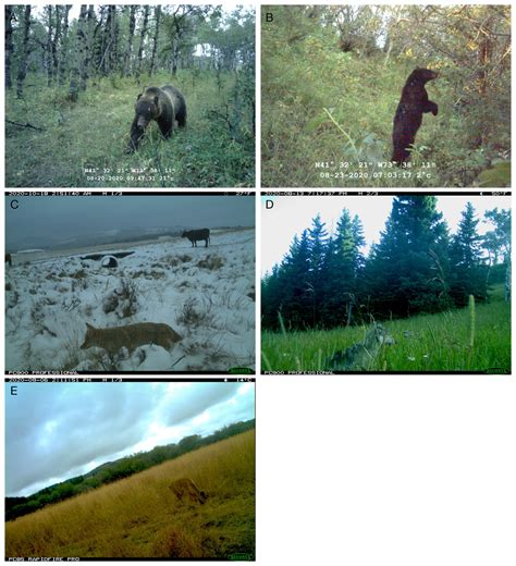 Presence of Predators