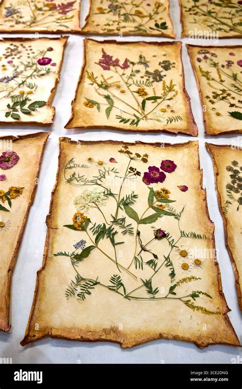 Preserving Pressed Flowers