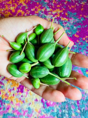 Preserving the Unique Seed Pods