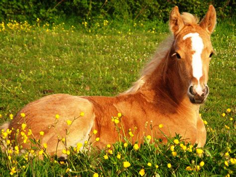 Majestic Mane Wonders: Unleashing the Charm of Pretty Beautiful Horses