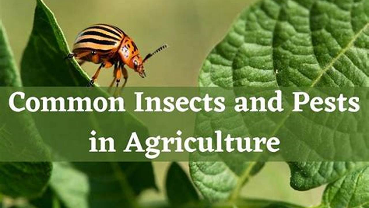 Prevalent Pests And Diseases, Farming Practices