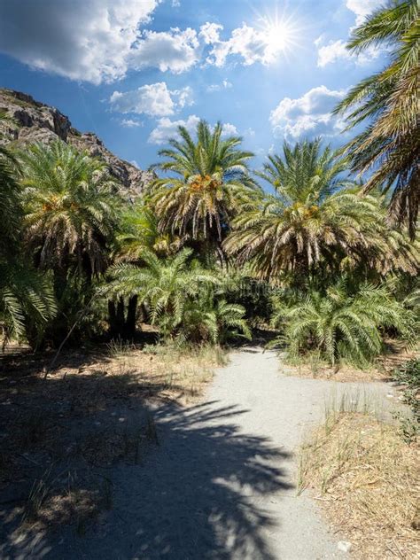 Preveli Beach Palm Trees