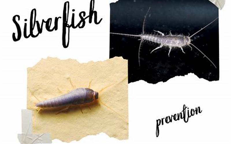 Prevent Silverfish