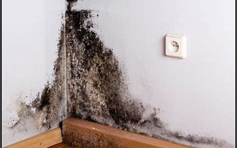 Preventing Black Mold Growth