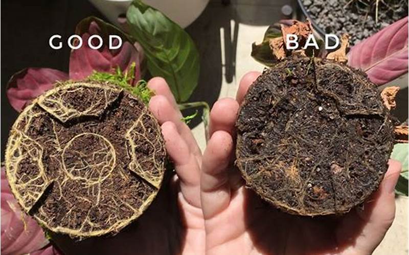 Preventing Root Rot