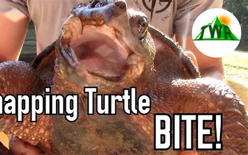 Preventing Turtle Bites