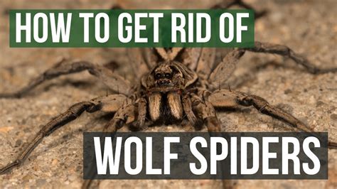 Preventing Wolf Spiders