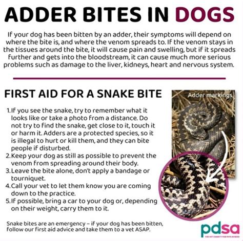 Preventing Adder Bites