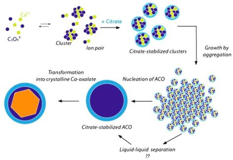 Preventing Calcium Oxalate Formation