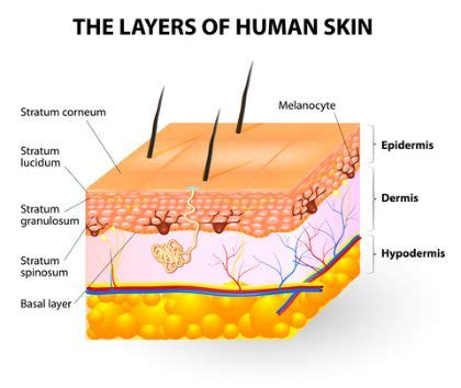 Preventing Common Illnesses Peel Away Those Damaged Outer Layers of Skin