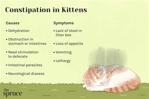 Preventing Constipation in Cats