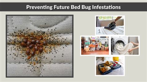 Preventing Future Bed Bug Attacks