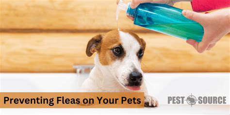 Preventing Future Fleas on Pets