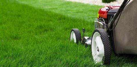 Preventing Moss from Returning (Long-Term Strategy)