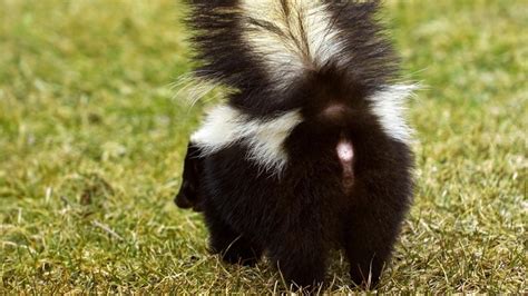 Preventing Skunk Sprays