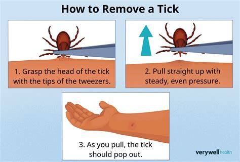 Prevention is Key Keeping Ticks Away