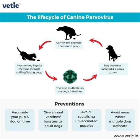 Prevention of Parvo in Dogs