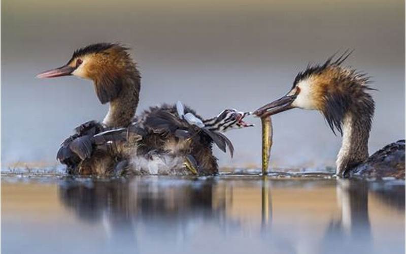 Previous Winners Of Wildlife Photographer Of The Year