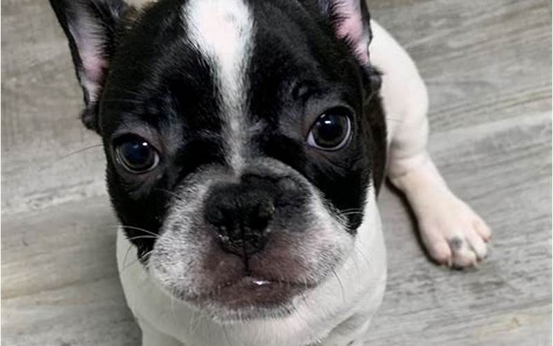 Price Of Frenchton And French Bulldog