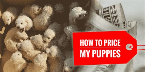 Price For Puppies