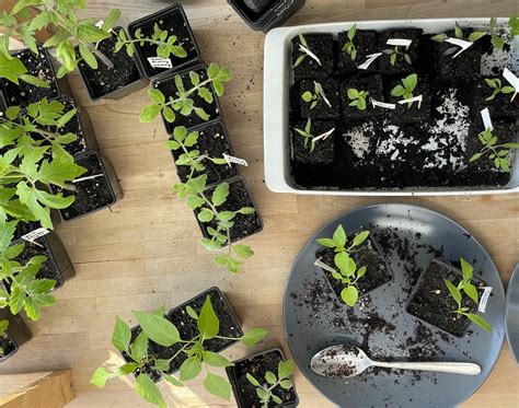 Pricking the Beetroot