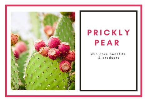 Cactus Magic: Discover How Prickly Pear Benefits Your Skin and Beauty Routine