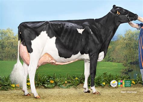 Prim Holstein France