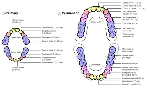 Primary And Permanent Tooth Chart