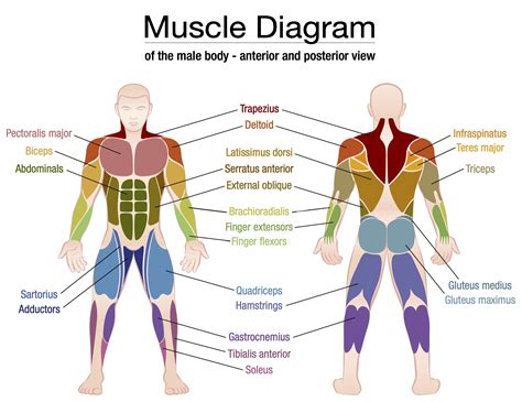 Primary Muscles