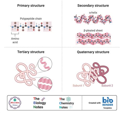 Protein Structures Primary, Secondary, Tertiary, Quaternary