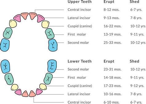Primary Tooth Exfoliation Chart