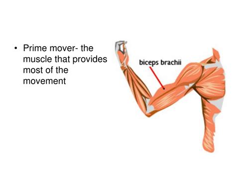 Discovering the Anatomy of Prime Mover: A Definitive Guide