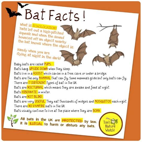Printable Bat Facts