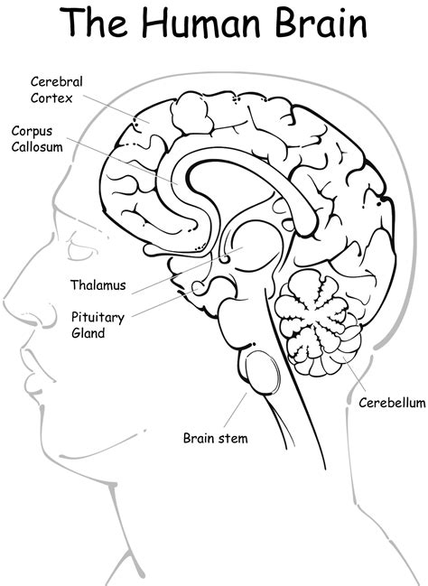 Printable Brain Anatomy Coloring Pages